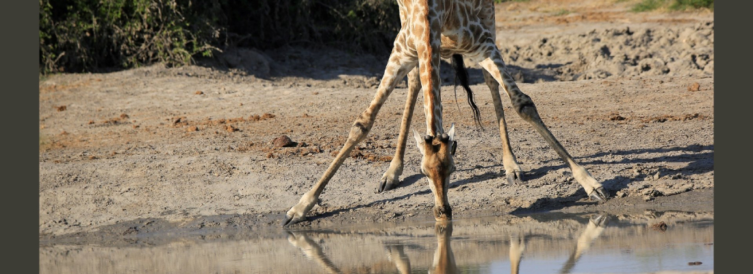 Giraffa